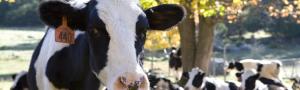 Curious cow and cow friends hanging out in the Mad River Valley Vermont